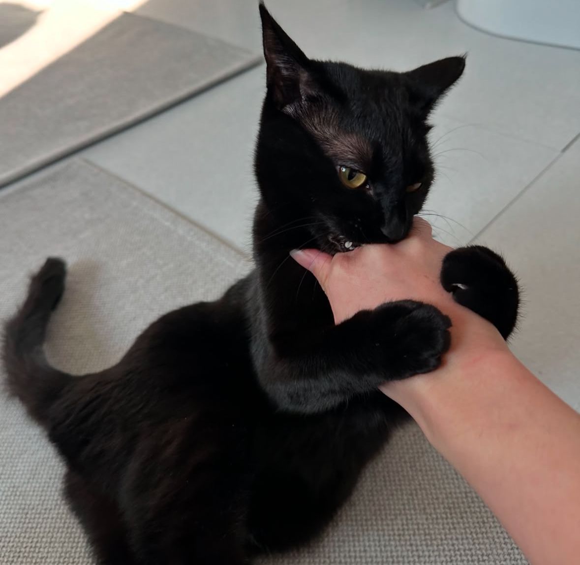 Black cats are not bad luck (@visualscat) on Twitter photo 