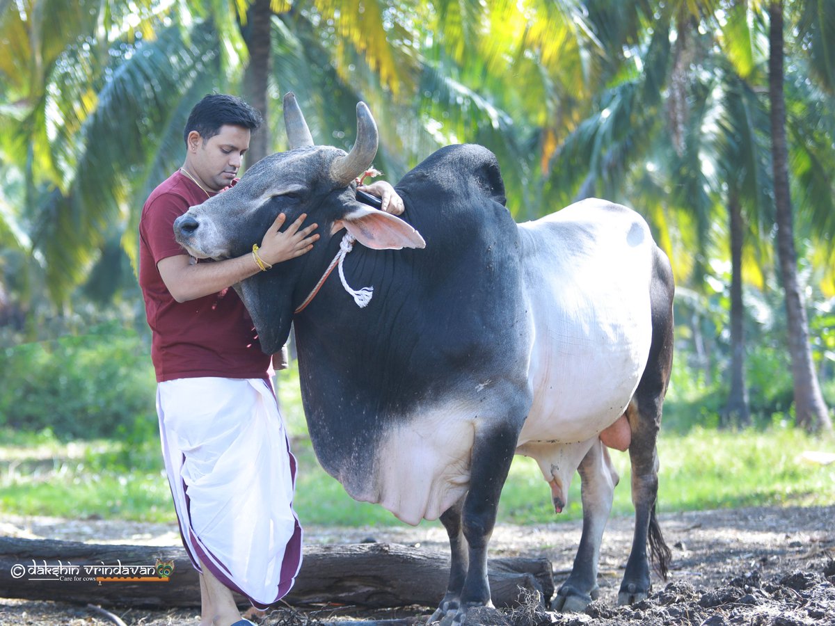 Ashwinsampathk's tweet photo. This is Ramanuj, a 600 kg bull rescued from slaughter by us in @daksinvrindavan  10 years ago. Now 11, his immense strength could kill me in mere minutes—but he chooses love instead. There’s a profound humility in standing beside such power and feeling only trust. https://t.co/gElVwEXRIV
