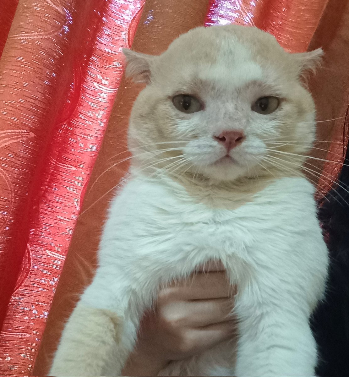 panggil aja ucok tweet media