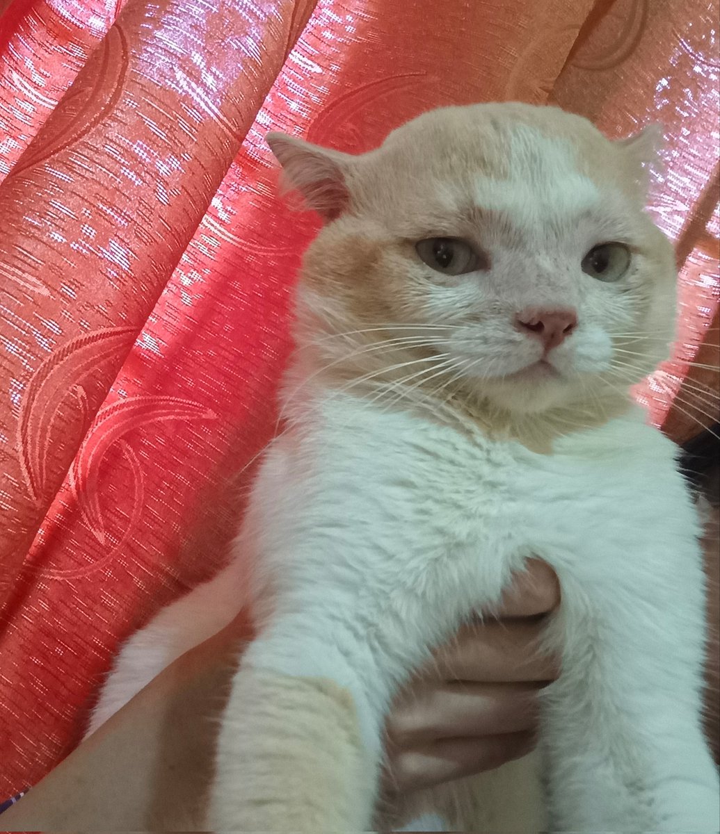 panggil aja ucok tweet media