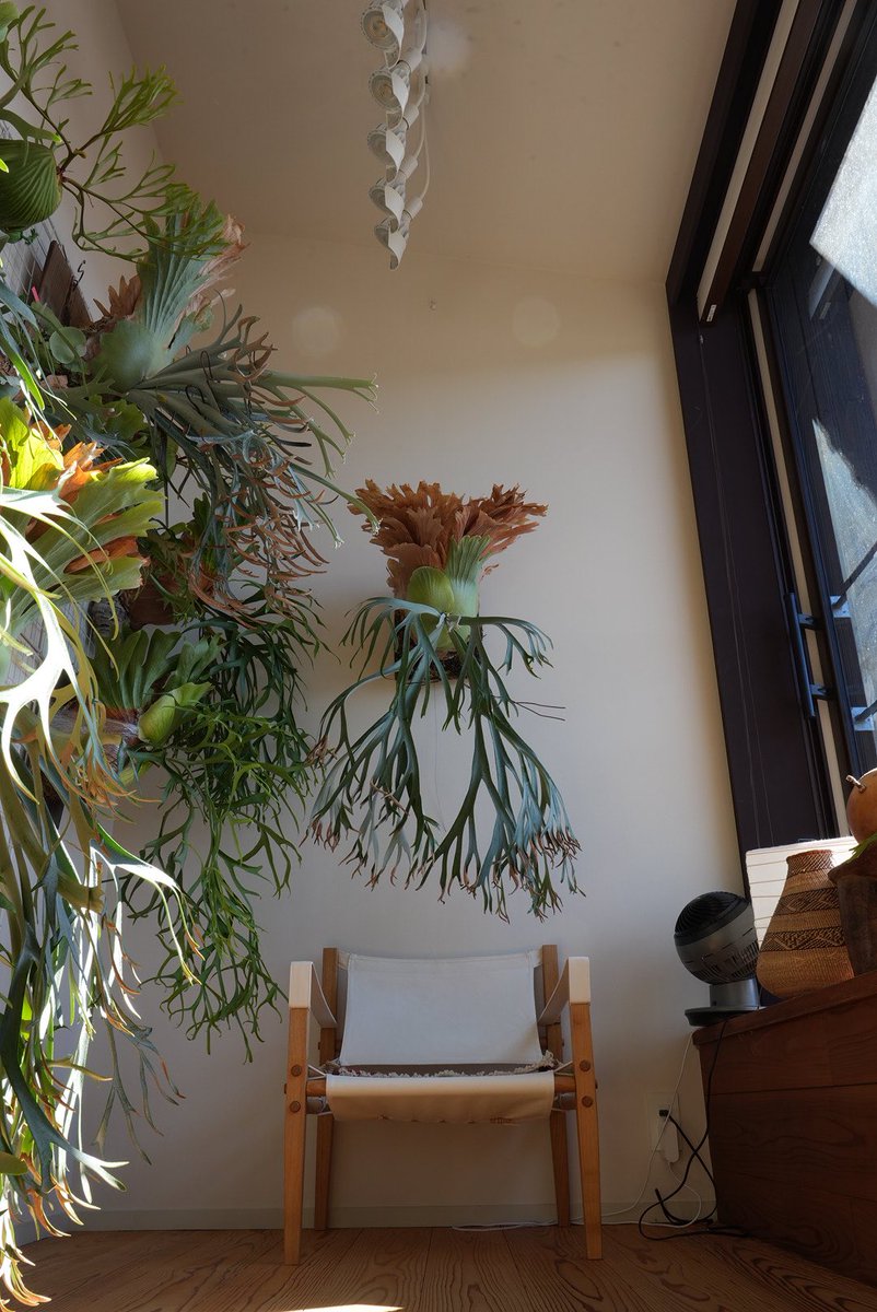 久しぶりの
ビカクシダはいいぞ