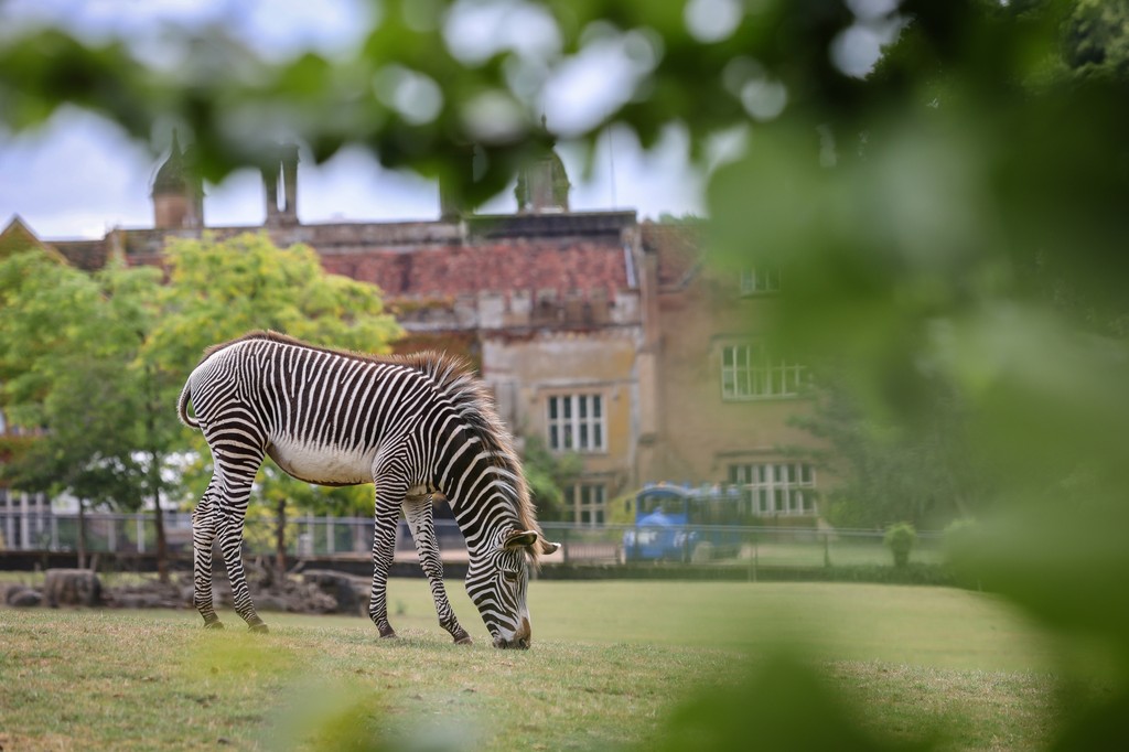 Join us from Friday 31 January – Sunday 2 February to celebrate International Zebra Day at Marwell Zoo! 🦓🌍 

Book online to save: Link in bio

Did you know Marwell is the only UK zoo to house all three zebra species? 🦓

#InternationalZebraDay #WildlifeConservation #MarwellZoo