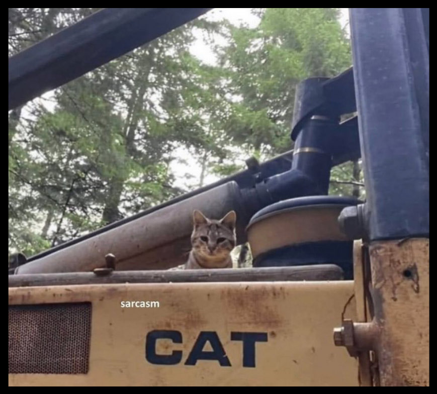 Cats are amazing, YES or no? 🤣🤣🤣