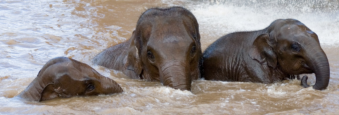 photos_dsmith's tweet photo. Three #young #Asian #elephants cooling down in their favourite #waterhole, these were #inseparable and played in the #water for hours #wildlife #conservation #wildlifephotography #photography #animals #animalpics see more at https://t.co/VilcfnO0ps #picoftheday #photooftheday https://t.co/QRDfhuq8sk