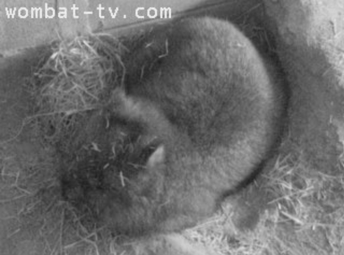 Monetrune's tweet photo. ちょうど3年前の今日のコウくん😊
2022.01.26

#五月山動物園
#ウォンバット　#wombat 
#コウ https://t.co/GO013IaaCH