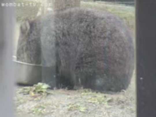 ちょうど3年前の今日のコウくん😊
2022.01.26

#五月山動物園
#ウォンバット　#wombat 
#コウ