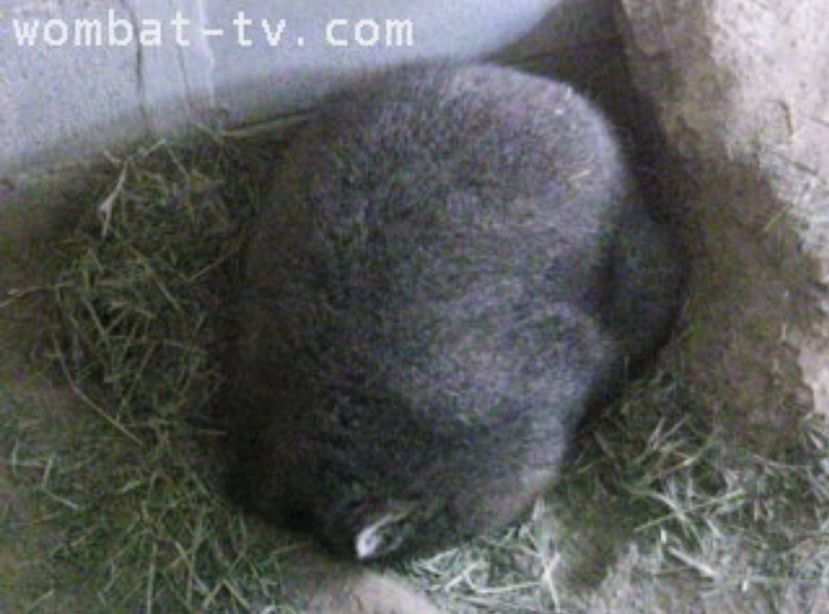 Monetrune's tweet photo. ちょうど3年前の今日のコウくん😊
2022.01.26

#五月山動物園
#ウォンバット　#wombat 
#コウ https://t.co/GO013IaaCH