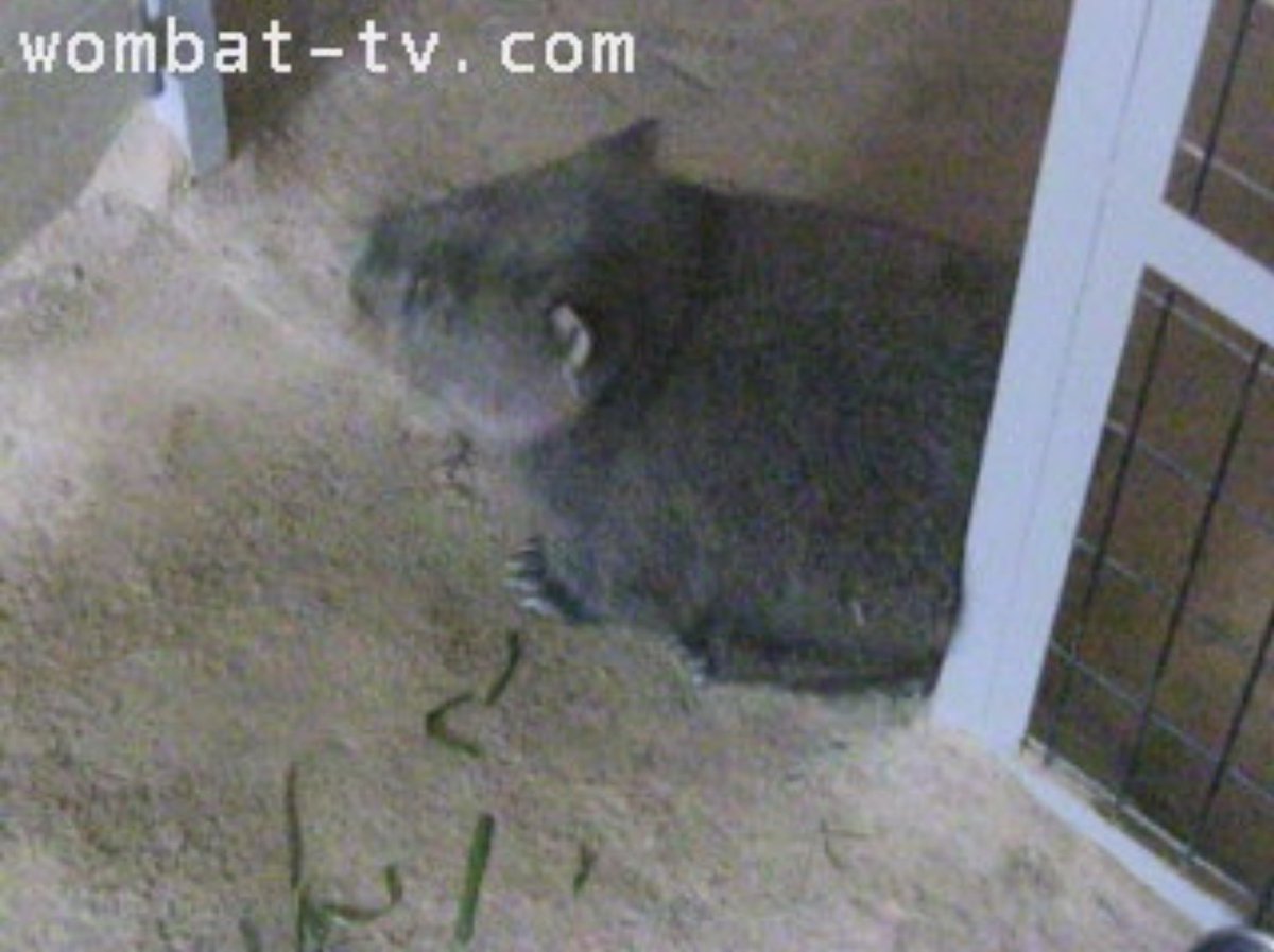 Monetrune's tweet photo. ちょうど3年前の今日のコウくん😊
2022.01.26

#五月山動物園
#ウォンバット　#wombat 
#コウ https://t.co/GO013IaaCH