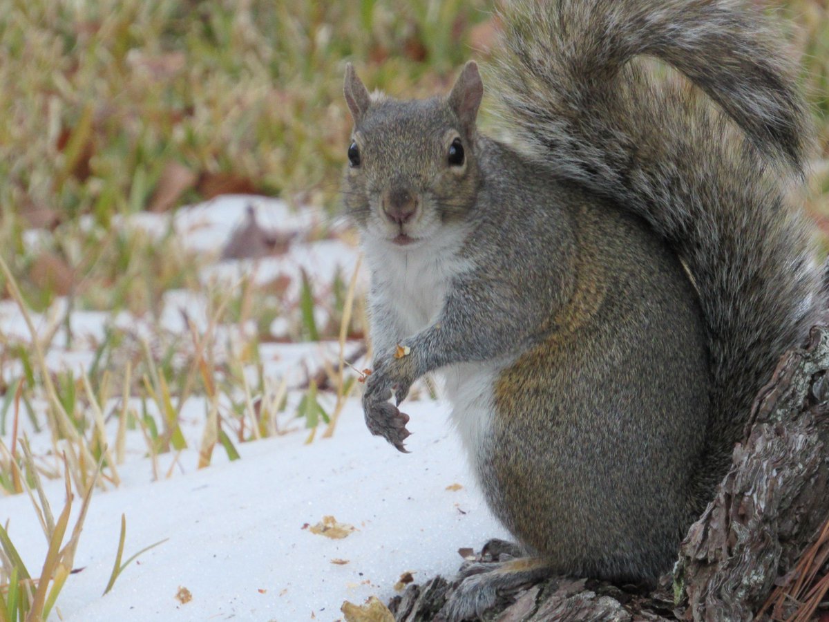 KyootScooter's tweet photo. The beautiful and majestic Seven Squirrel ~ https://t.co/ooyS5PLhiu