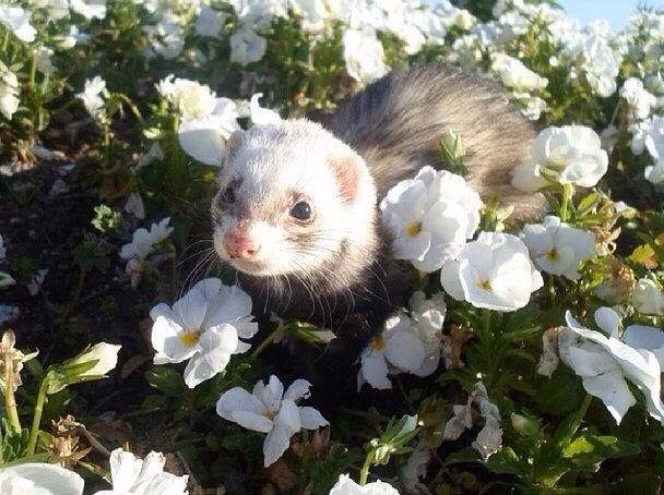 hyunjin as ferrets tweet media