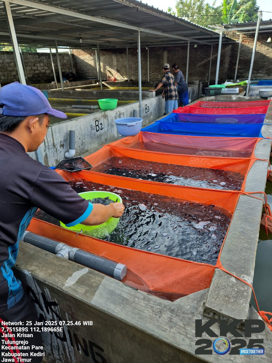 Budi_Agung_'s tweet photo. Sabtu (25/01/25), Budi Agung, Luhkan Kediri, di Pokdakan Laskar Beyong Jaya Ds.Tulungrejo, Kec.Pare, mendampingi panen benih lele, sebanyak 81.500 ekor, ukuran panen 6/7/8 cm harga Rp. 120/130/140 per ekor
#giatluhkansatminkalBWI #panen #lele #kkp #bppsdm #puslatluhKP https://t.co/xcaudV9Xv3