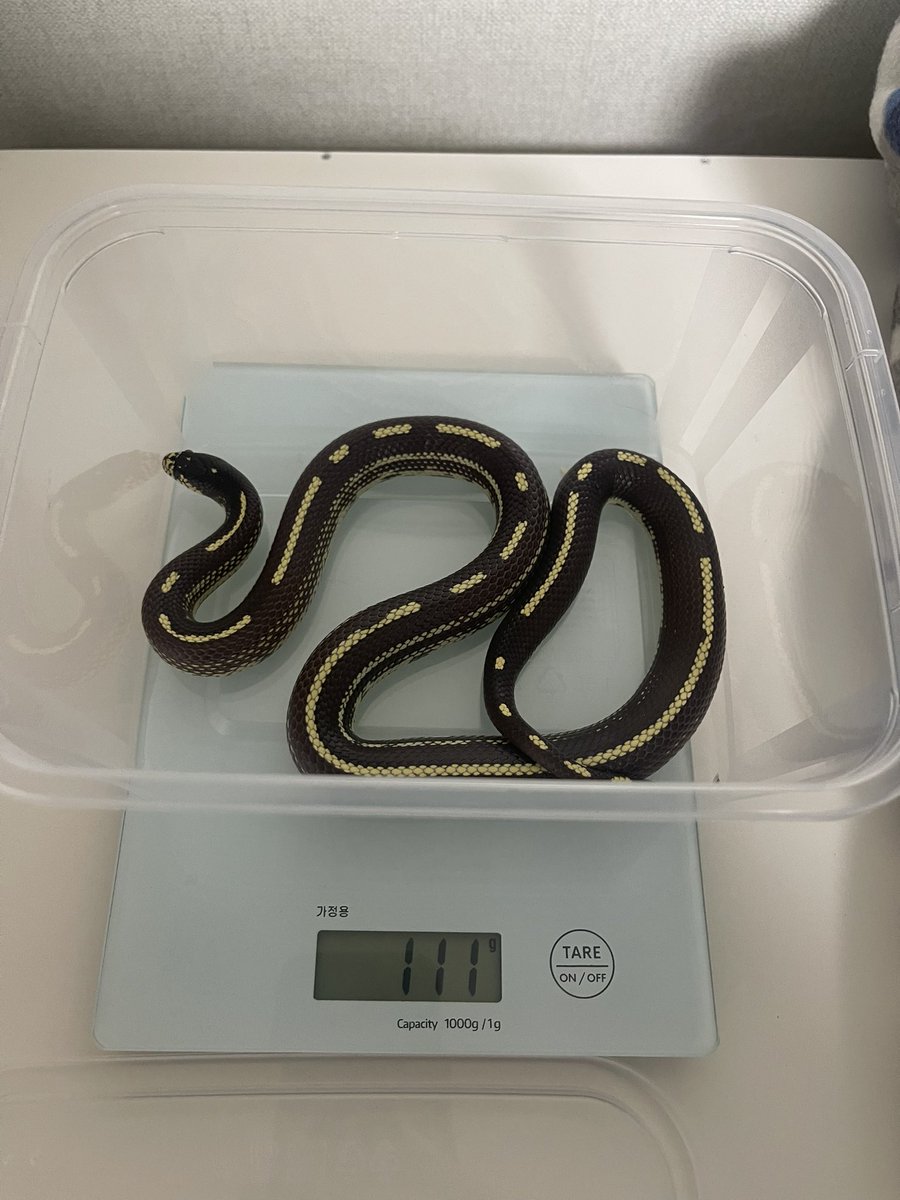 어떻게 애들 몸무게 이렇게 똑같지?? 그래서 좋긴 하지만 ☺️☺️