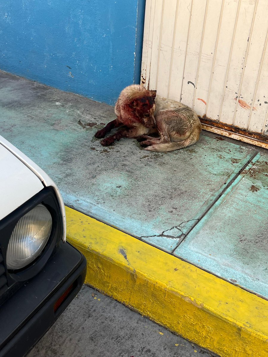 vanniacastilloo's tweet photo. En ixmiquilpan mutilaron un perrito cortándole sus orejas y dejándolo tirado en la calle, gracias a todas las personas que se sumaron para salvaguardar su integridad, el día de hoy lo trasladamos al santuario HOPEful donde se estará recuperando de sus lesiones, mañana les platicamos un poco más sobre este caso. 
QUE LA VIDA TE TRATE COMO TRATAS A LOS ANIMALES. ♥️
