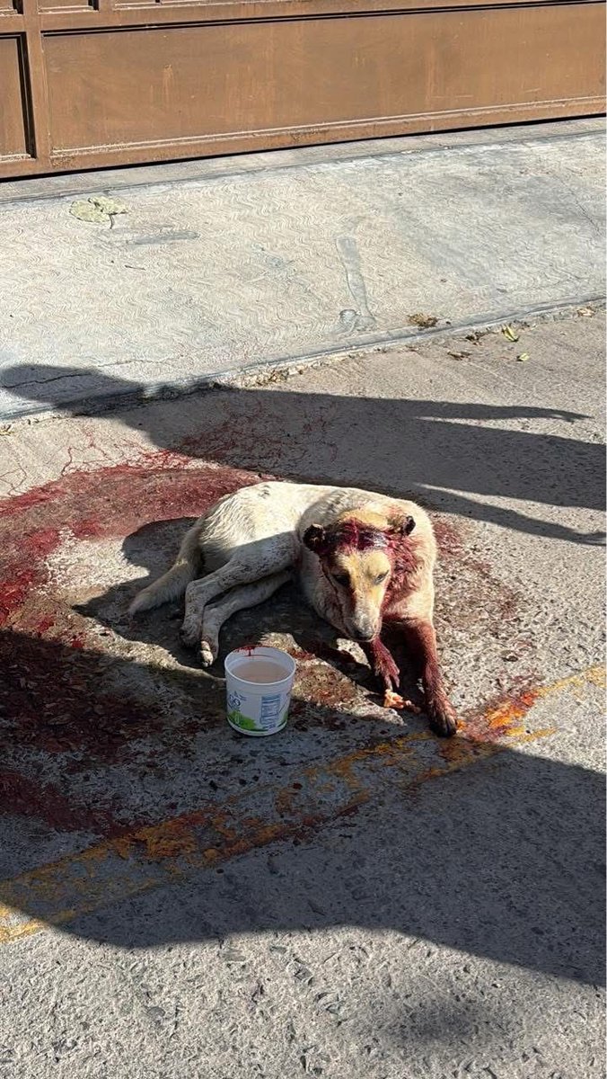 vanniacastilloo's tweet photo. En ixmiquilpan mutilaron un perrito cortándole sus orejas y dejándolo tirado en la calle, gracias a todas las personas que se sumaron para salvaguardar su integridad, el día de hoy lo trasladamos al santuario HOPEful donde se estará recuperando de sus lesiones, mañana les platicamos un poco más sobre este caso. 
QUE LA VIDA TE TRATE COMO TRATAS A LOS ANIMALES. ♥️