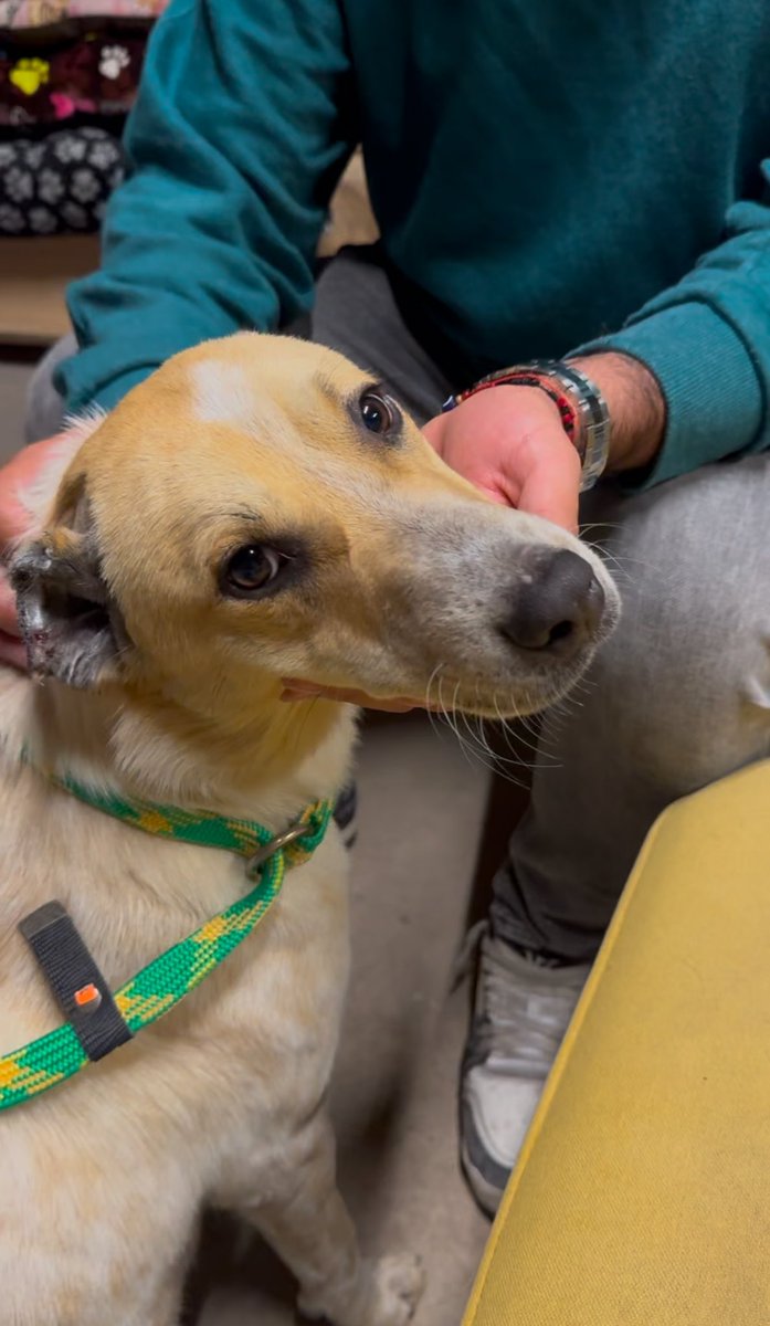 vanniacastilloo's tweet photo. En ixmiquilpan mutilaron un perrito cortándole sus orejas y dejándolo tirado en la calle, gracias a todas las personas que se sumaron para salvaguardar su integridad, el día de hoy lo trasladamos al santuario HOPEful donde se estará recuperando de sus lesiones, mañana les platicamos un poco más sobre este caso. 
QUE LA VIDA TE TRATE COMO TRATAS A LOS ANIMALES. ♥️
