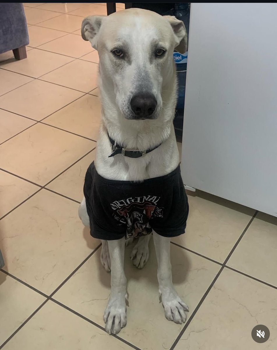 ElianyBet's tweet photo. we mi mjr amiga, la arrastró su perro x ir hablando conmigo, nos reímos muchísimo su mamá y yop
la arrastrada///  el criminal https://t.co/dkyEybAD0b