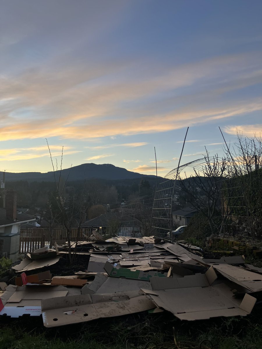 NanaimoLocal's tweet photo. Cardboard mulching in an attempt to keep the borage forest under control, and a little lasagna gardening (to be followed by manure, straw, and then hoop tunnels). #Garden
#backyardVeggies
#Nanaimo
#SnuneymuxwTerritory
#VanIsle
#FoodSoverignty
#zone8a
#ZeroMileDiet https://t.co/l2CG8Pq8Cm