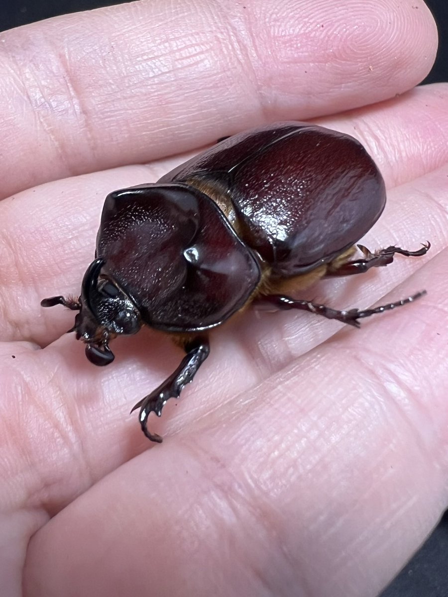 beetle_z's tweet photo. Blabephorus pinguis https://t.co/x7RbxZa3Yl