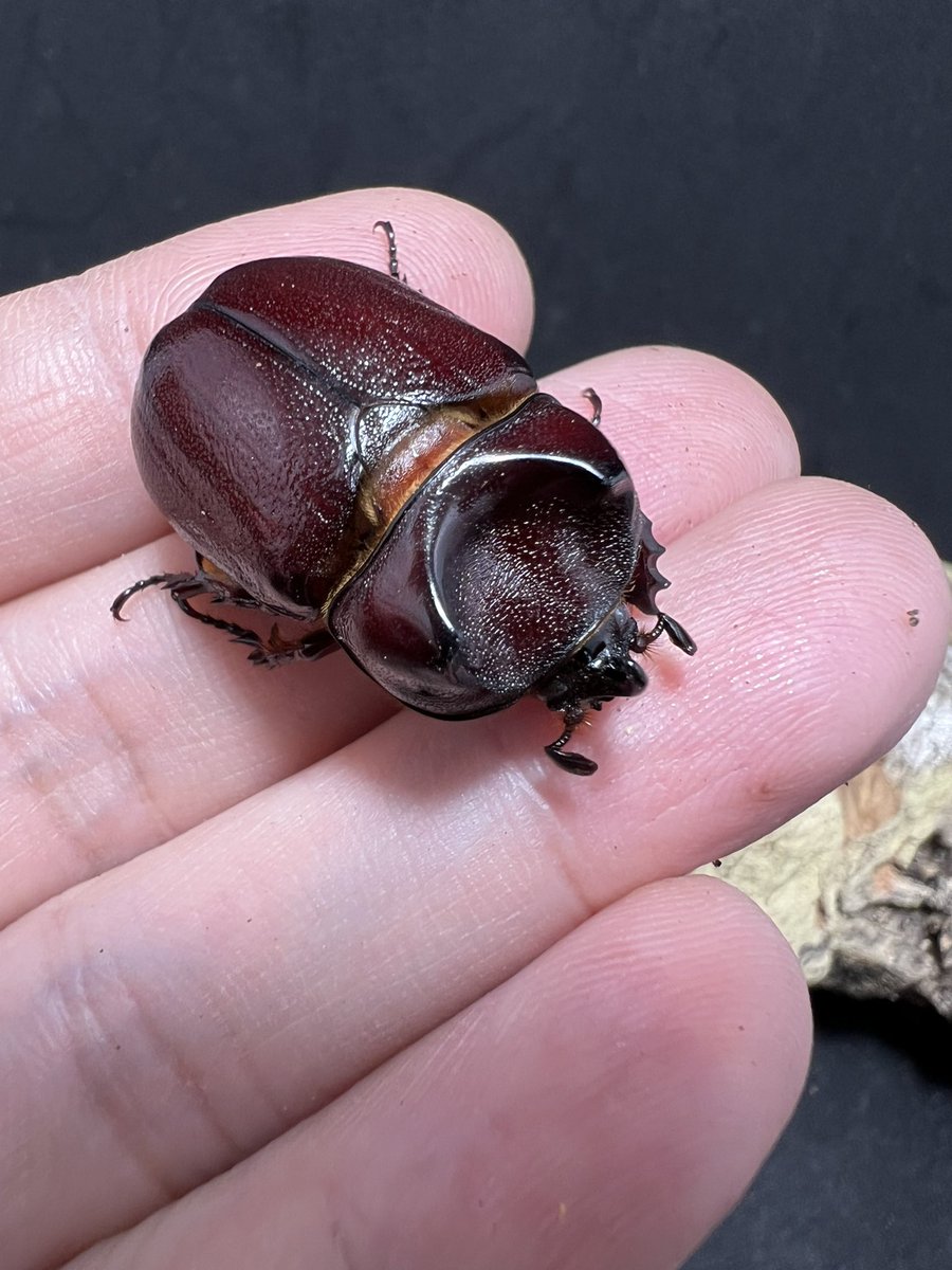 beetle_z's tweet photo. Blabephorus pinguis https://t.co/x7RbxZa3Yl