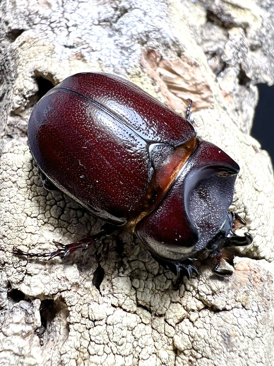 beetle_z's tweet photo. Blabephorus pinguis https://t.co/x7RbxZa3Yl