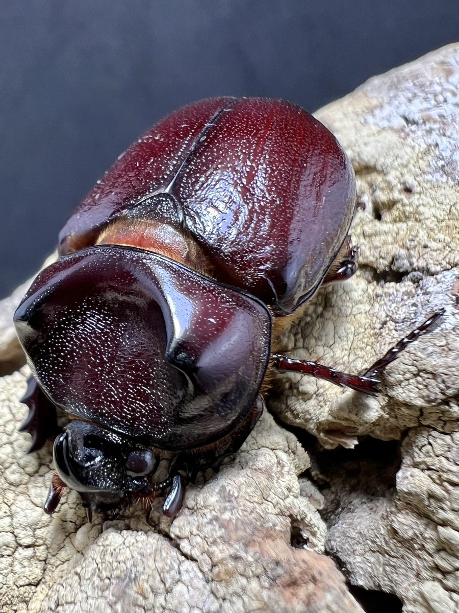 beetle_z's tweet photo. Blabephorus pinguis https://t.co/x7RbxZa3Yl