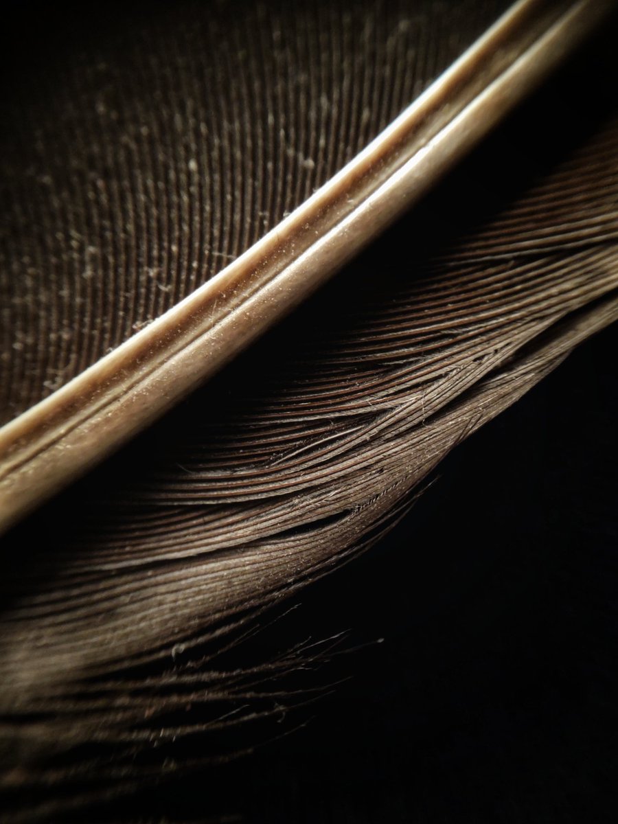 kimmaylou's tweet photo. 025/365: Man looks earthward with a microscopic eye; heavenward with telescopic lenses. —James Lendall Basford
Feather 2.
01.25.2025
#feather #macro #nature #phonoscope #leuchtturm #photooftheday #photoaday #ayearwithmycamera #aywmc250125 #aywmc #phonephotography https://t.co/iXWXGV4A6g