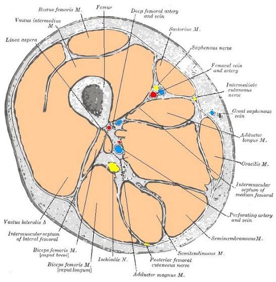 jaffleoz's tweet photo. @DjokerNole Some basic anatomy for people - note this is an image of the right thigh, so you will have to swap the left and right in your mind https://t.co/jMIJ6F6qtC