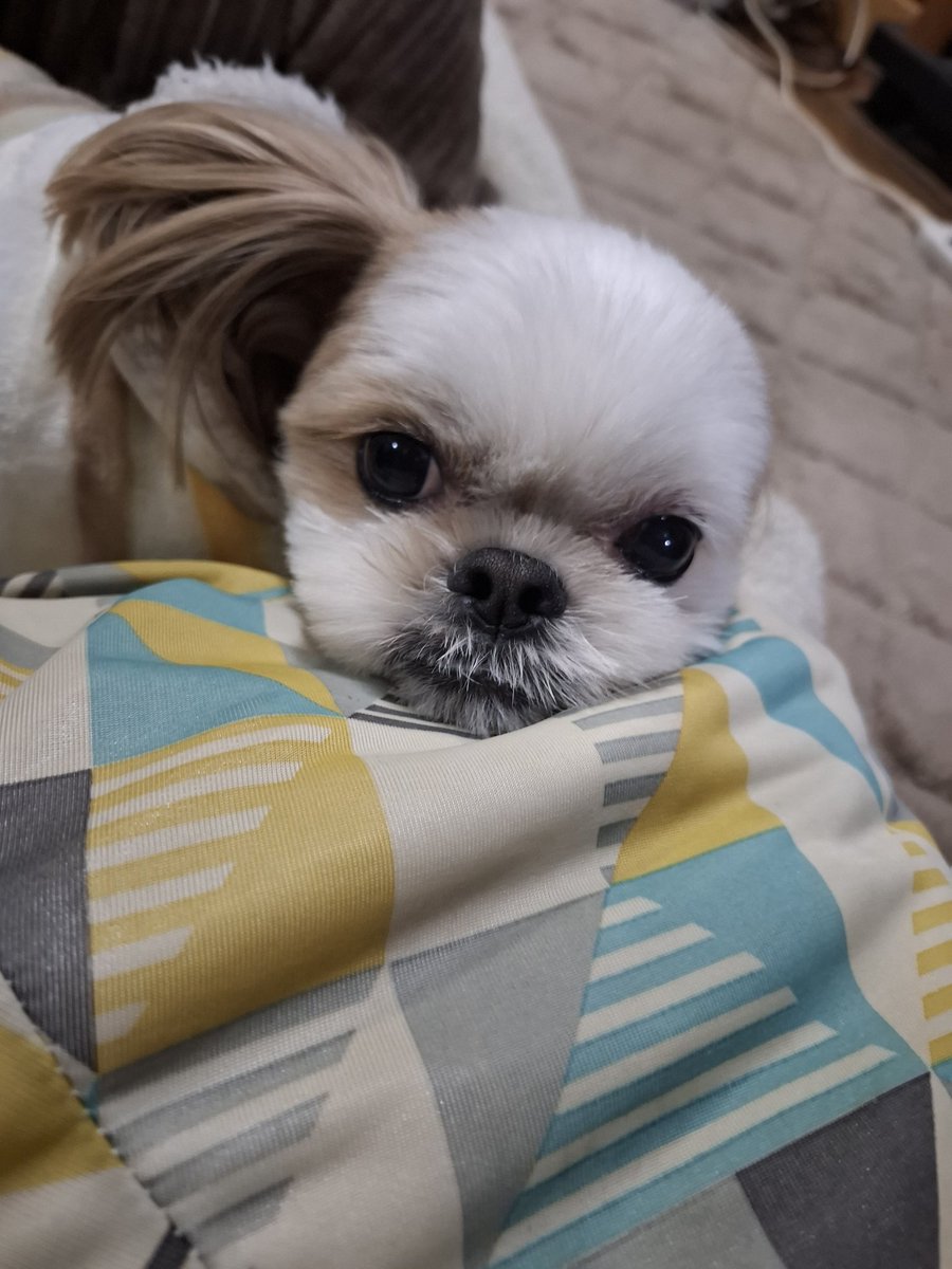 mikitb829's tweet photo. おで可愛いでしょ? ૮꒰˵• ﻌ •˵꒱ა https://t.co/EKY4GQbRwY