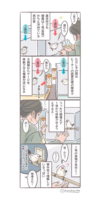 生活習慣から自分の順番をちゃんと理解している文鳥達
#文鳥 
#4コマ 