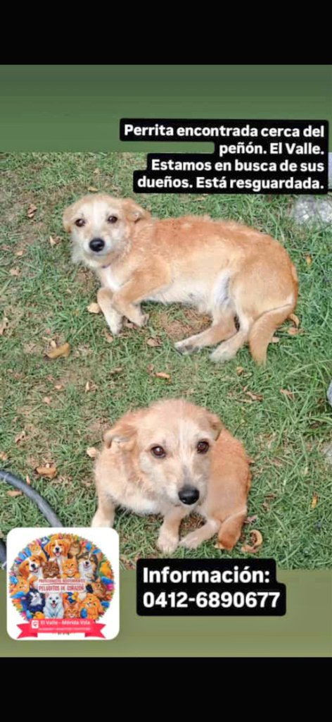 Mary_Jar's tweet photo. Peludita en Mérida, busca a su familia humana. 
#ElValle 

Agradezco difusión por favor..
@PerroUsuario https://t.co/EqPSJiDUWM