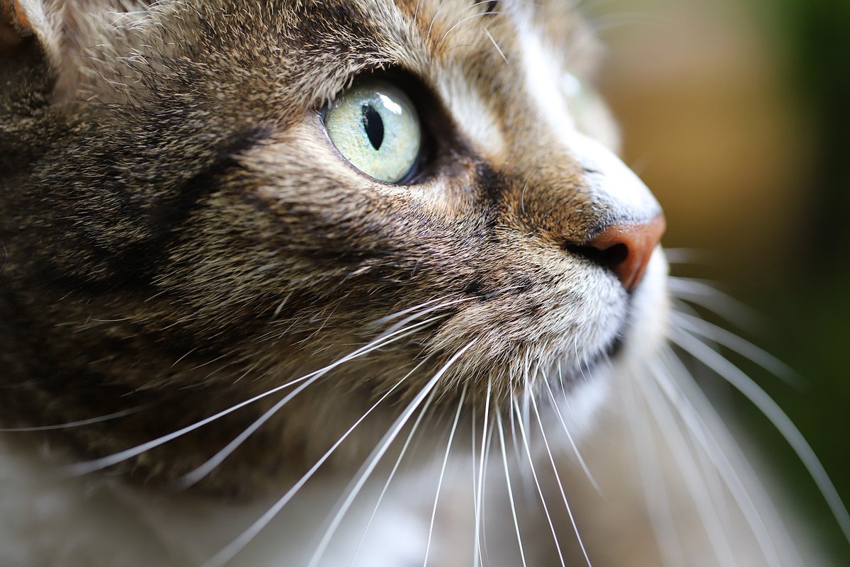 CatLover841107's tweet photo. https://t.co/gECMwEZ32j