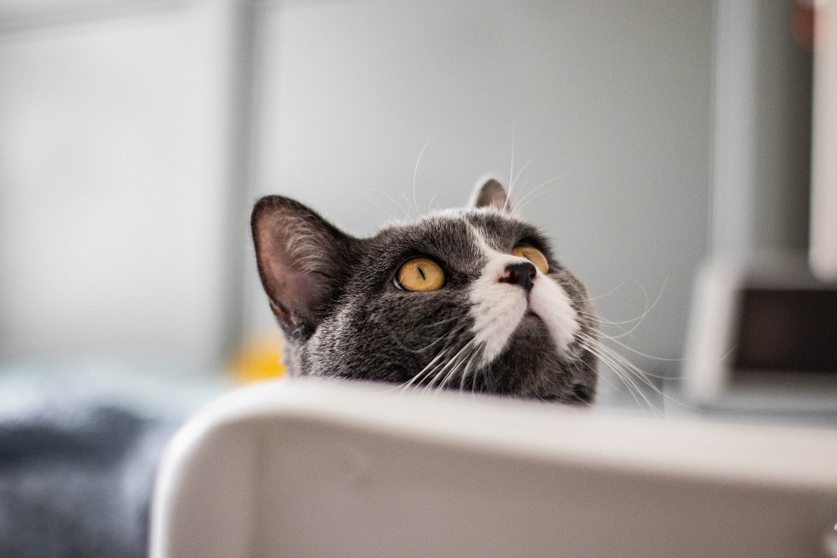 CatLover841107's tweet photo. https://t.co/CWGHU34cT3