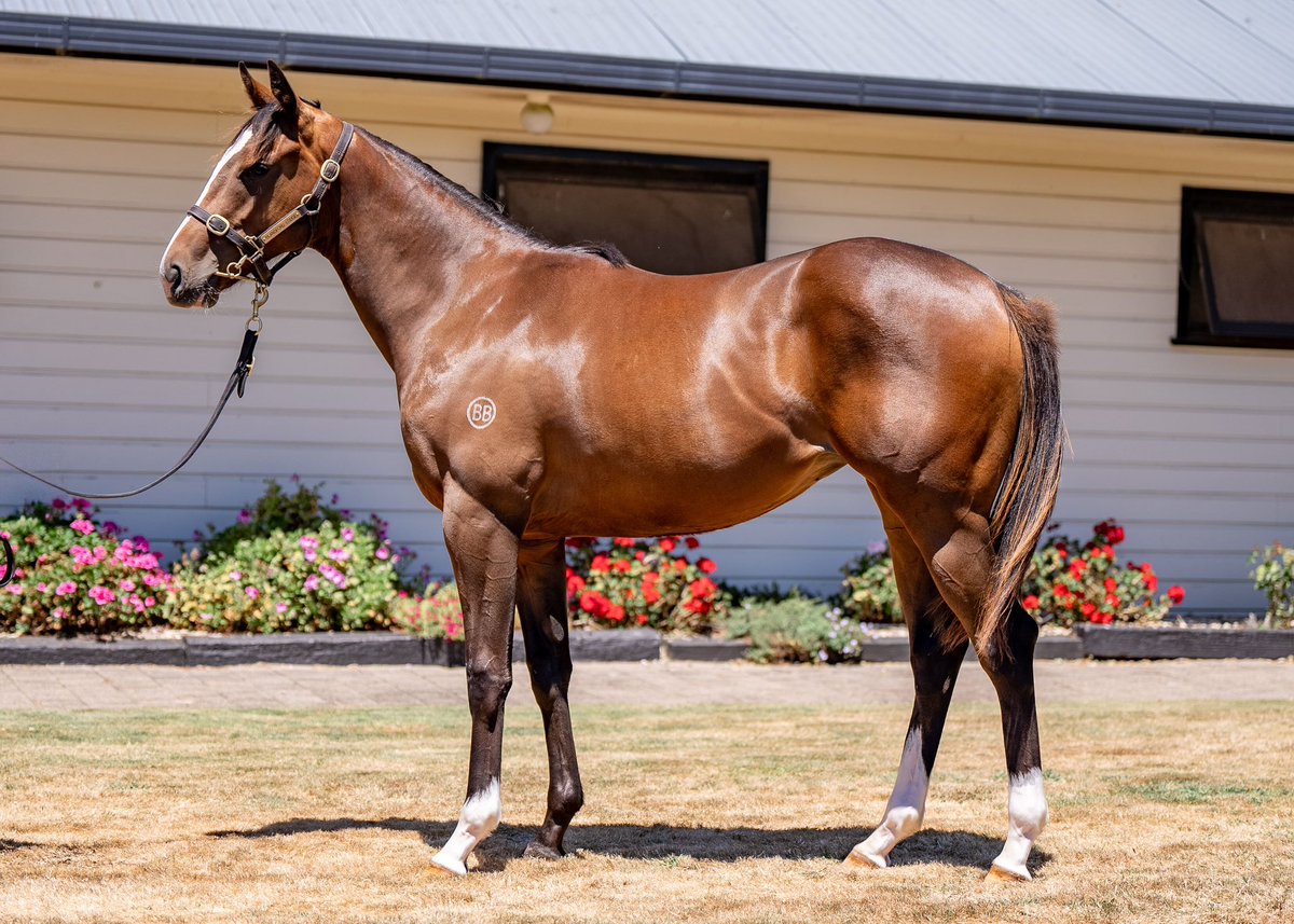 HIGHLIGHT LOT 

#Contributer filly Lot 77 out of A Little Bit Of Love sells for 240k to Wexford Stables. A half sister to the stakes performer Cork and the impressive Little Bit of Love who won 5 races last year. Massive congrats to Blanford Lodge.

#TheNextGeneration