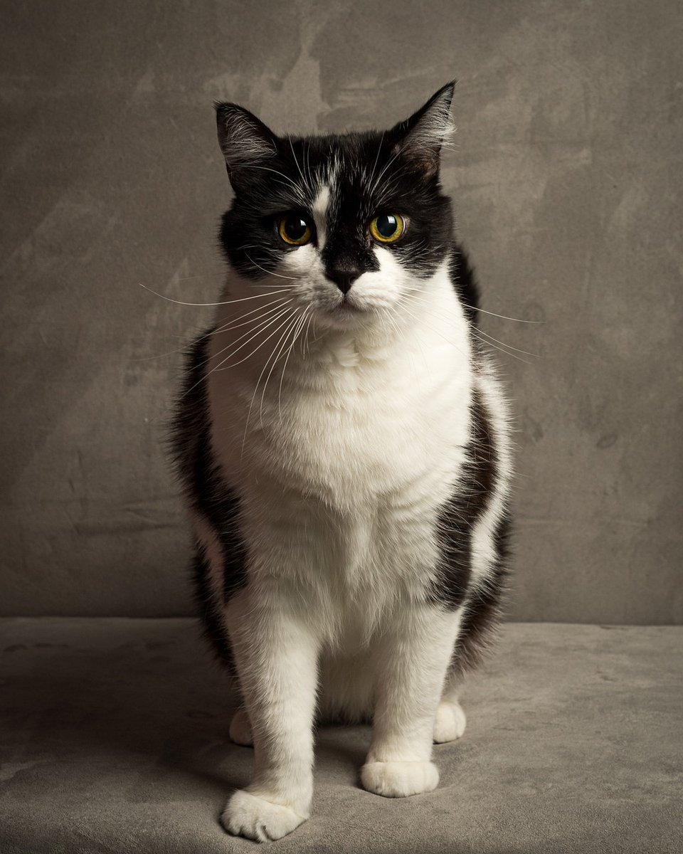 CatLover841107's tweet photo. https://t.co/yMPKFA2yrQ