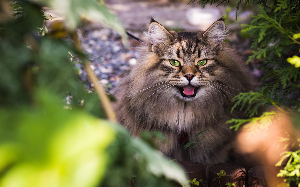 CatLover841107's tweet photo. https://t.co/GkyFUb9f66