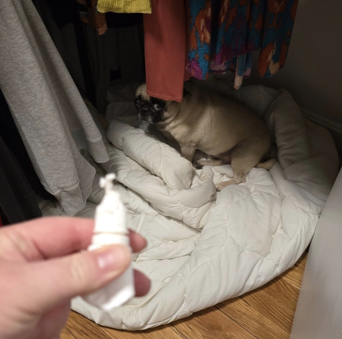 Somebody chewed up Rosy's eye drops &amp; I think I know who! #pikapug #pikawhopikayou #naughtypika