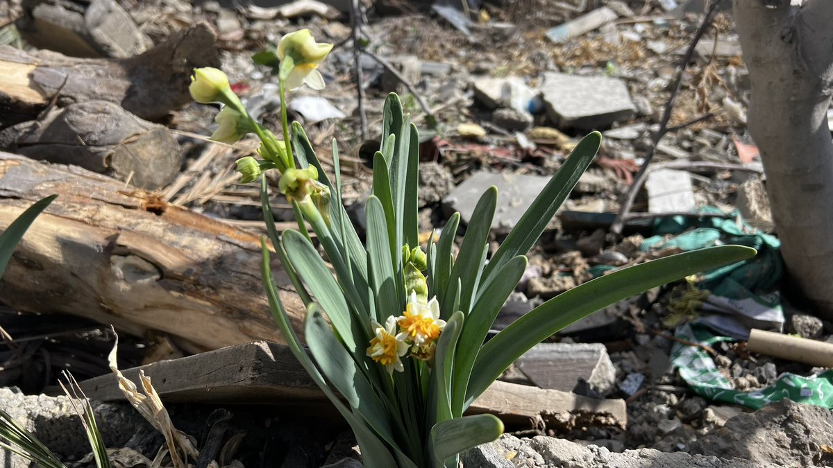 Motasem A Dalloul tweet media