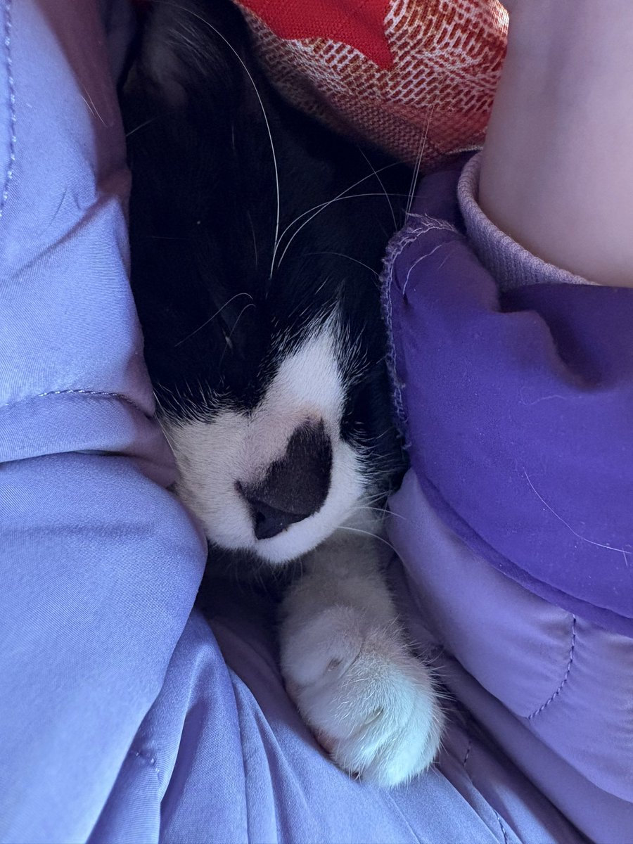 胳肢窝里长猫啦～🤣