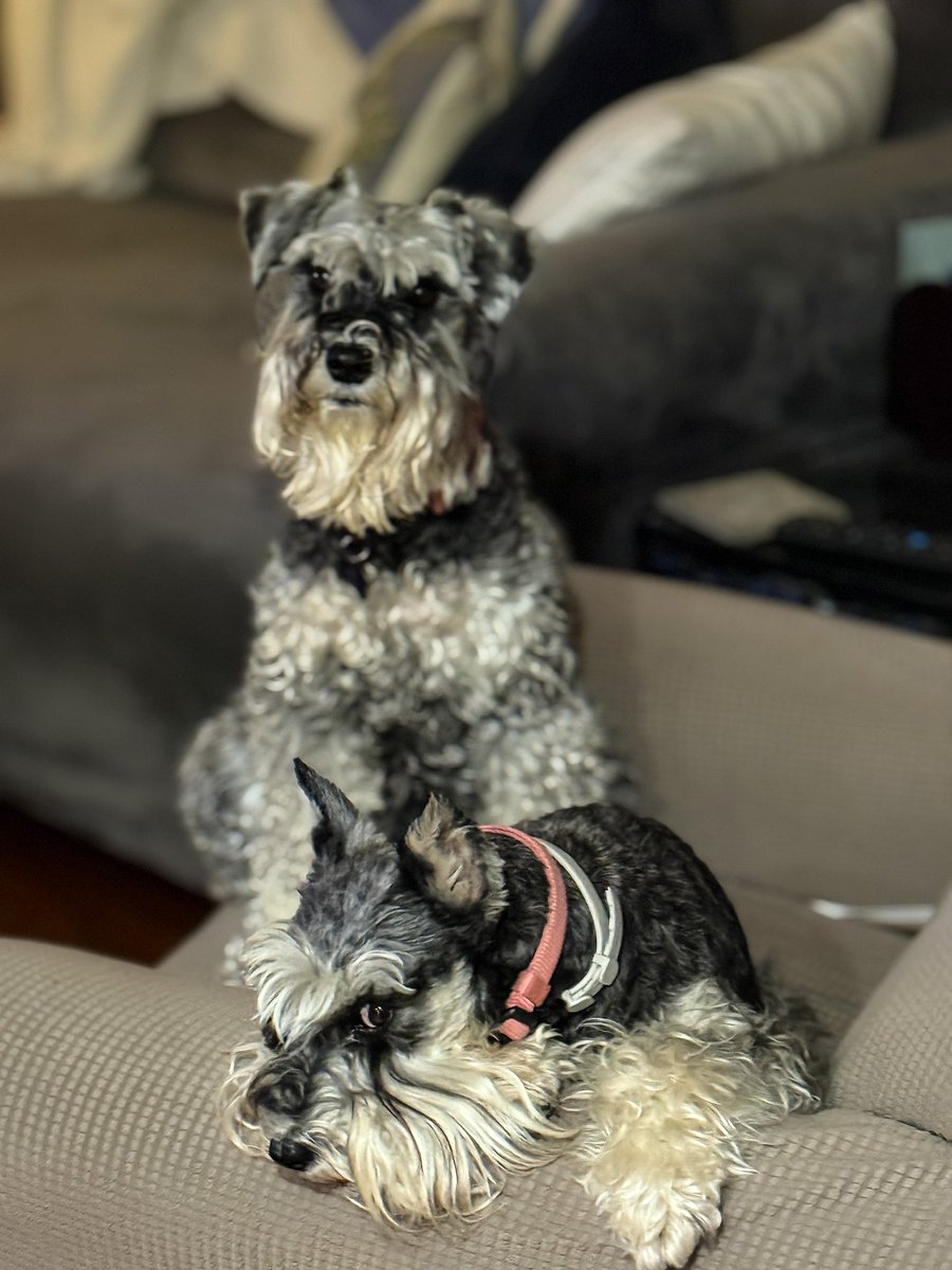 Zoey and Luna Mae #schnauzer#dogs