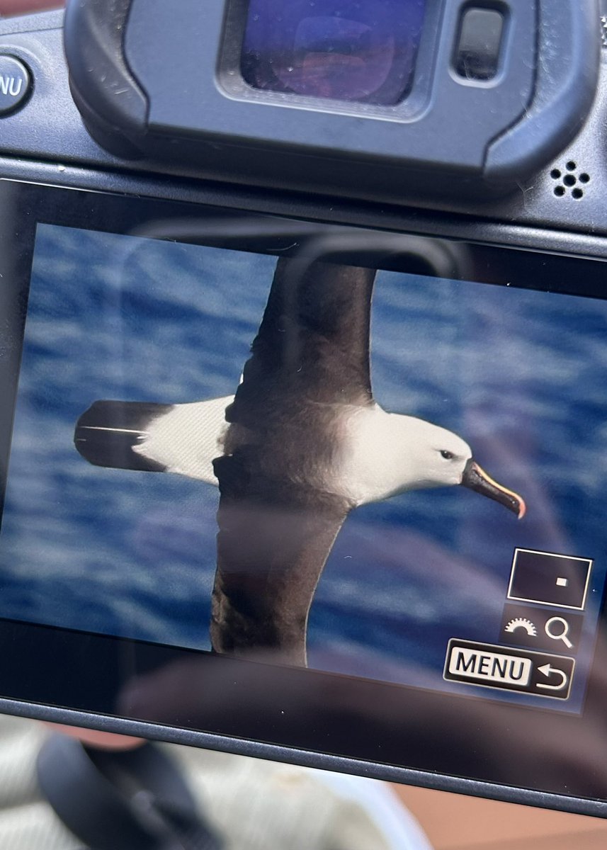 miles_cluff's tweet image. Utterly mindblowing morning so far on Flock to Marion, I fear my tiny mind can’t handle all of this 🤯🤯 mega seabirds streaming past us at the moment, and it’s not even 10:00am yet!!!