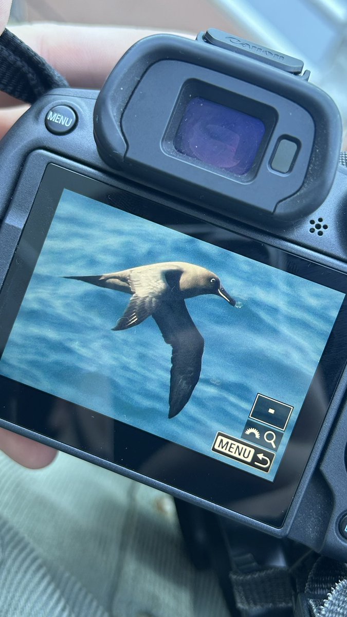 miles_cluff's tweet image. Utterly mindblowing morning so far on Flock to Marion, I fear my tiny mind can’t handle all of this 🤯🤯 mega seabirds streaming past us at the moment, and it’s not even 10:00am yet!!!