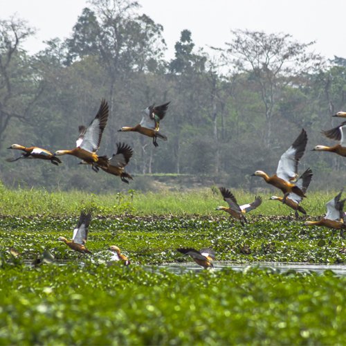 aweassam's tweet image. Dibru Saikhowa is a haven for both birds and explorers. 

#AwesomeAssam
#DibruSaikhowa
#MigratoryBirds
#ExploreAssam
