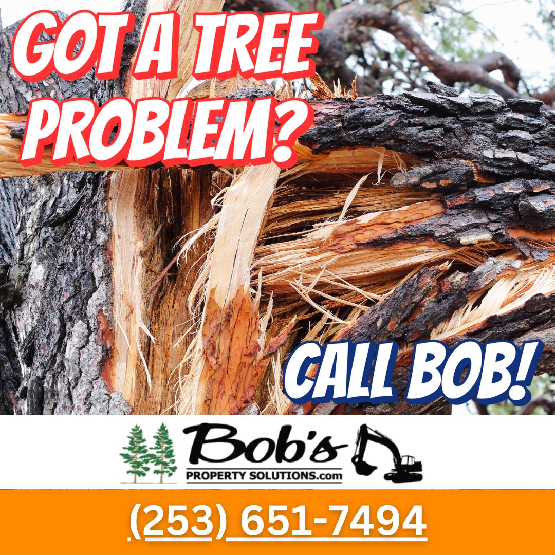 Bob is your tree guy!  Plenty of reviews: g.co/kgs/vw18jZ9
#bobspropertysolutions