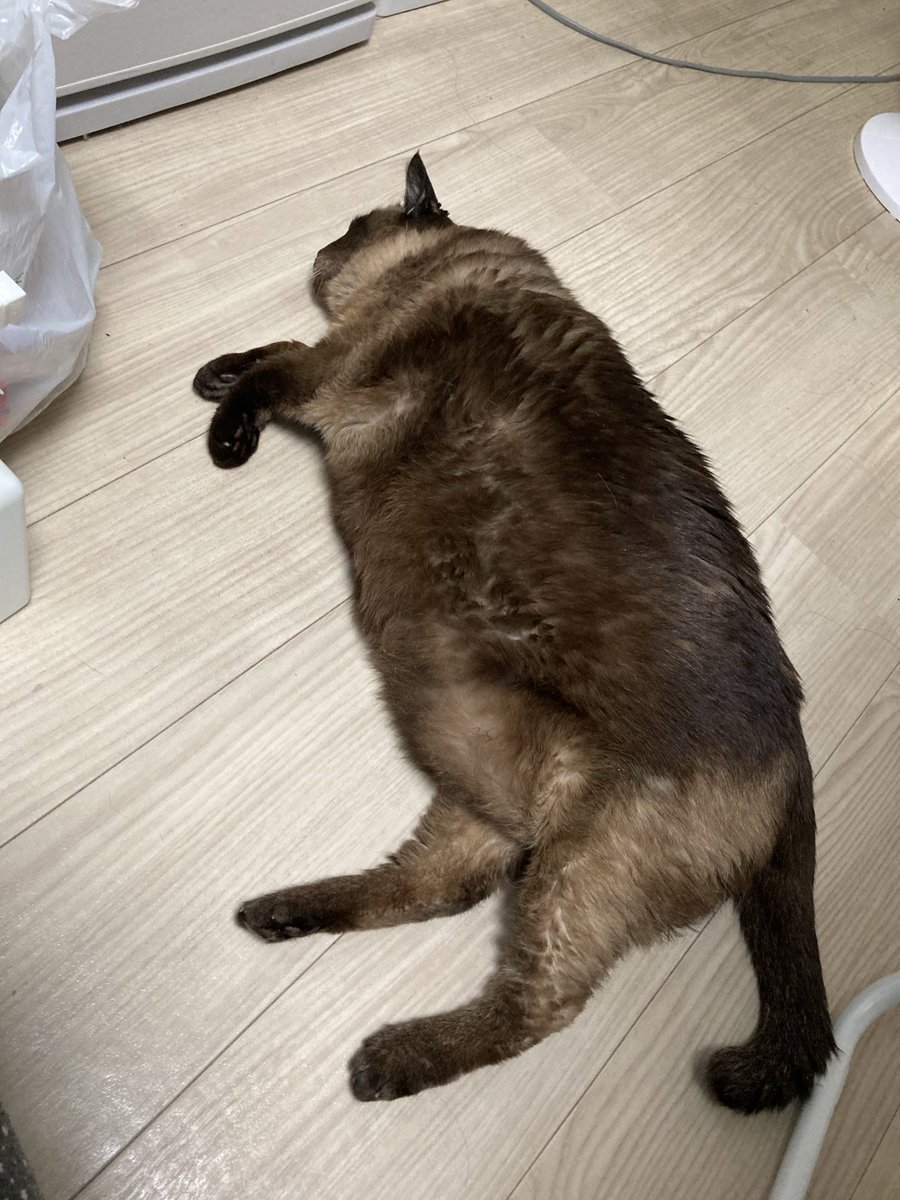 #猫　　#たぬシャム　　#ラブ🩷日記
落としちゃた😌😍🥰