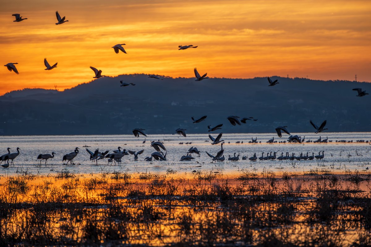 amazingguizhou2's tweet photo. 🦌The Pearl of the Plateau, the Capital of Birds — #Weining Caohai🦩
Caohai Lake is a national nature reserve in #Weining, #Bijie City, #Guizhou Province, known as the "Pearl of the Plateau." Winter is the best season for bird watching here, with tens of thousands of migratory and resident birds staying, creating a lively and vibrant atmosphere. At sunset, the mist rises over the lake, the aquatic plants sway, and the sky and earth blend. The crane flock dances gracefully, with their calls rippling across the water.
💥You can peacefully watch the black-necked cranes wintering in Caohai Lake, showcasing the harmonious coexistence of humans and nature. It is a place worth visiting and cherishing.🧐
📸Image source: Zhang Jiayu, IMTA
#AmaizngGuizhou #240HourVisaFree #GuizhouTourism #WeiningCaohaiLake #PearlOfThePlateau #BirdWatching #WinterTravel #BirdParadise #MigratoryBirds #BlackNeckedCranes #WinterInGuizhou #NatureReserve #Ecotourism