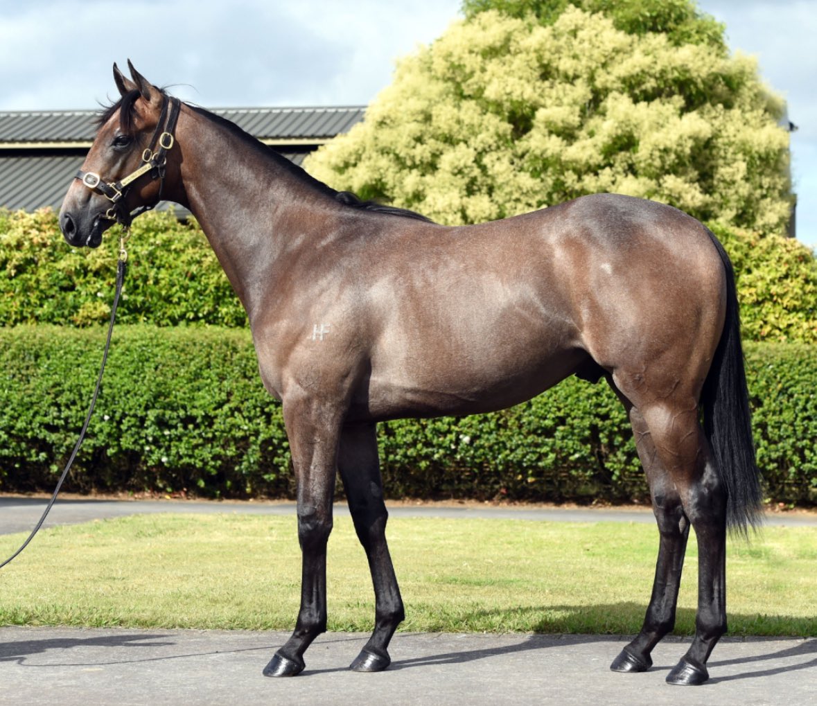 Who doesn’t love a grey!! 😍

Lot 245 purchased from Hanui Farm is this colt by Hello Youmzain. Purchased for only $85k. He’s an ideal 2YO type and will train on.