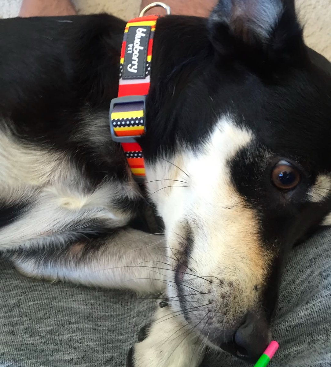 WriteEditDelete's tweet photo. With the Twitter feed getting worse every day, I think it’s time to properly say goodbye. Not in a hurry to join a new social platform so please DM me if you want to stay in touch. So many great connections here over the years. ❤️

w/ bonus Dusty pic 🐶 https://t.co/QyIk9An0vJ