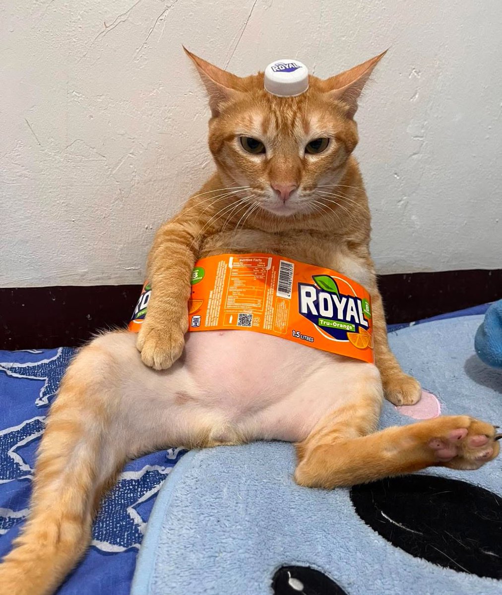 Punch Cat tweet media