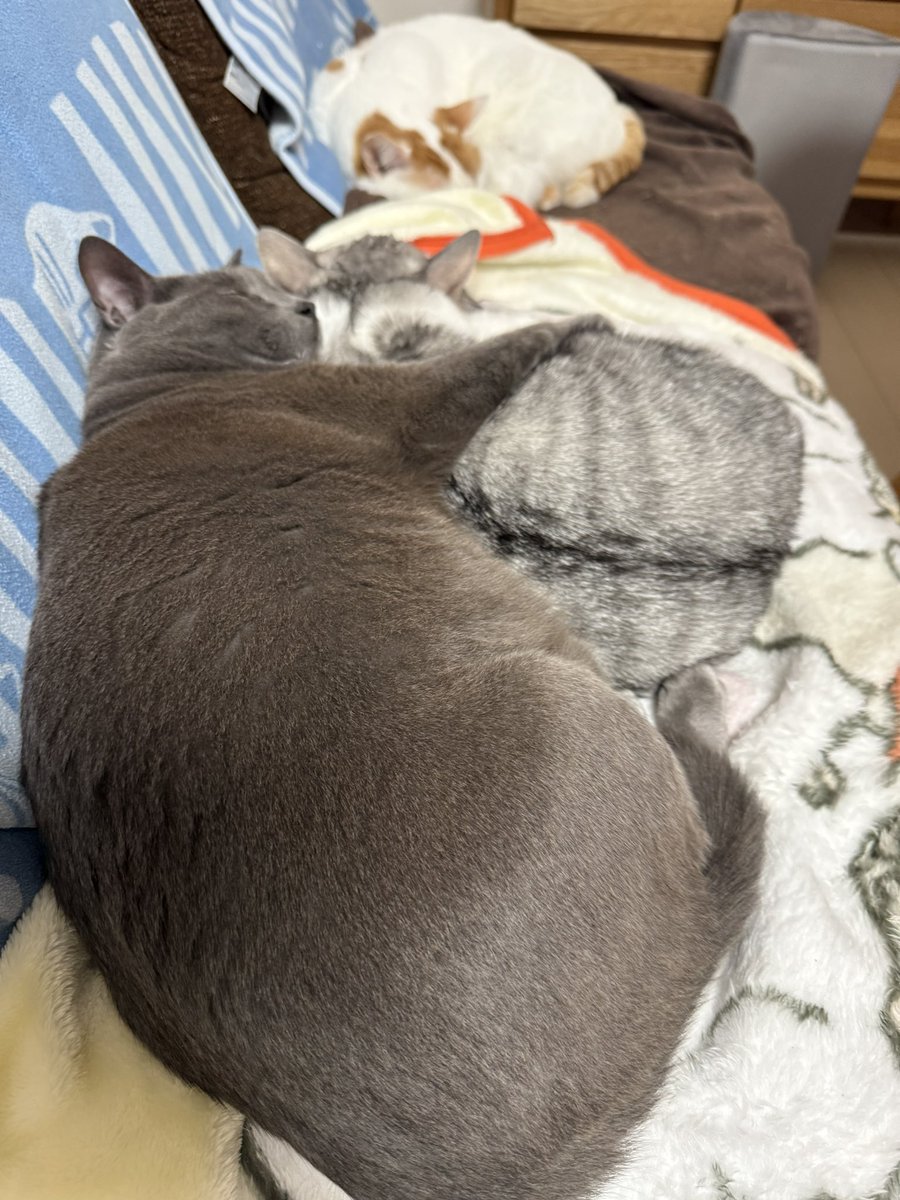 Sivapapa1's tweet photo. 兄貴分にがっちりホールドされながらお昼寝

#猫 #猫のいる暮らし #猫好きさんと繋がりたい #FIP #猫伝染性腹膜炎 #寛解 #ブルーム動物病院 https://t.co/4B1cz72neY