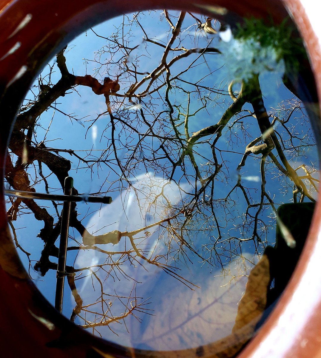 sachiko_aurora's tweet photo. 水瓶の中の空を
メダカたちが泳ぐ https://t.co/MPunX7qsep